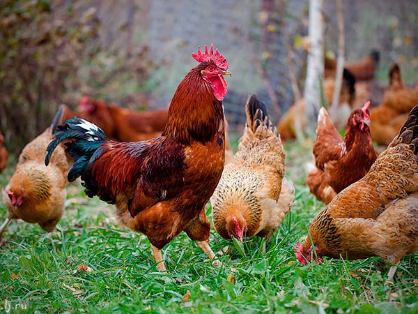 Породы куриц | ЗооТом - продажа, вязка и услуги для животных в Белокурихе