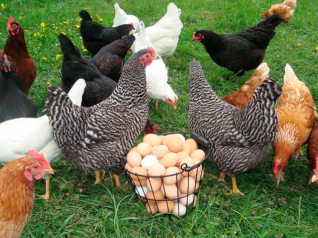Содержание кур и уход за ними | ЗооТом - продажа, вязка и услуги для животных в Белокурихе