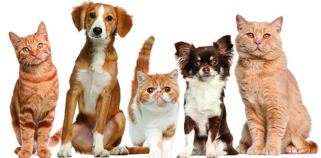 Доска объявлений о животных | ЗооТом - продажа, вязка и услуги для животных в Белокурихе