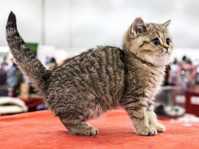 Породы кошек в Белокурихе | ЗооТом портал о животных