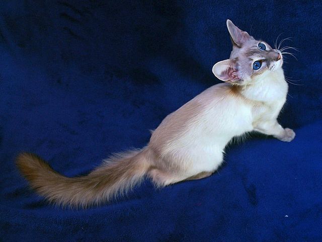 Выведенные породы кошек в Белокурихе | ЗооТом портал о животных