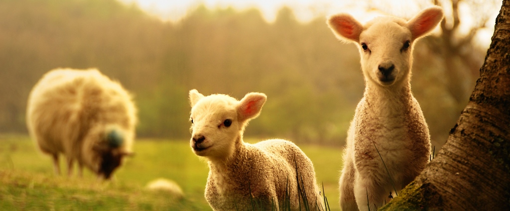 Объявления о сельскохозяйственных животных | ЗооТом - продажа, вязка и услуги для животных в Белокурихе