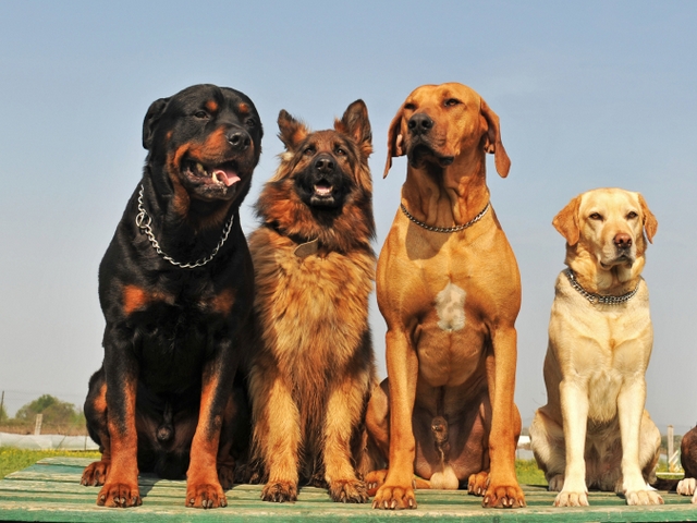 Крупные породы собак в Белокурихе | ЗооТом портал о животных